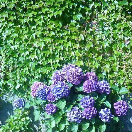 Verdemar Ribadesella